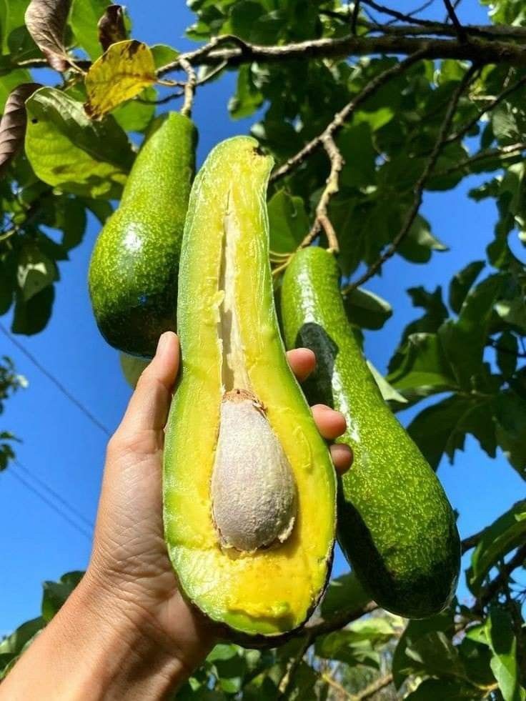 Can you freese avocado